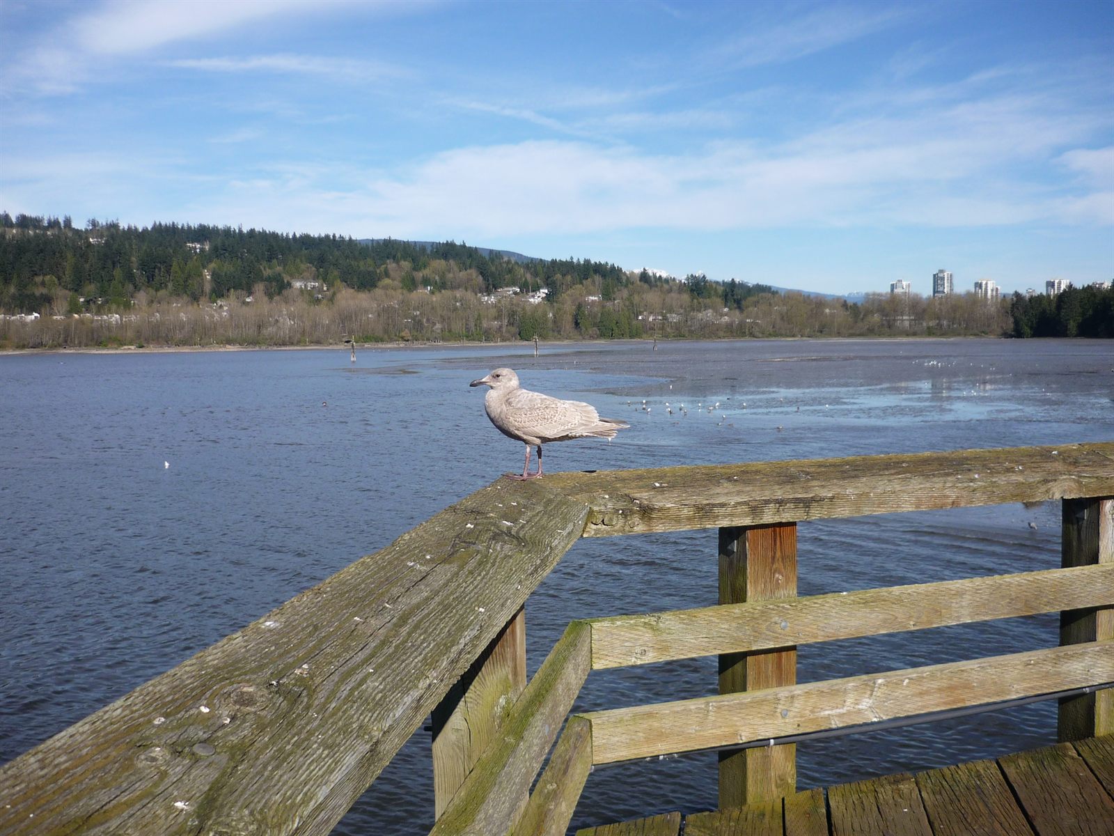 Gull on the Shoreline Trail pier